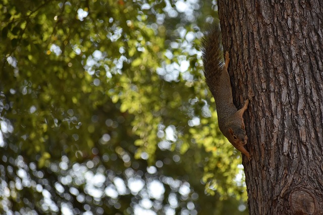军之间的焦 军之间的焦